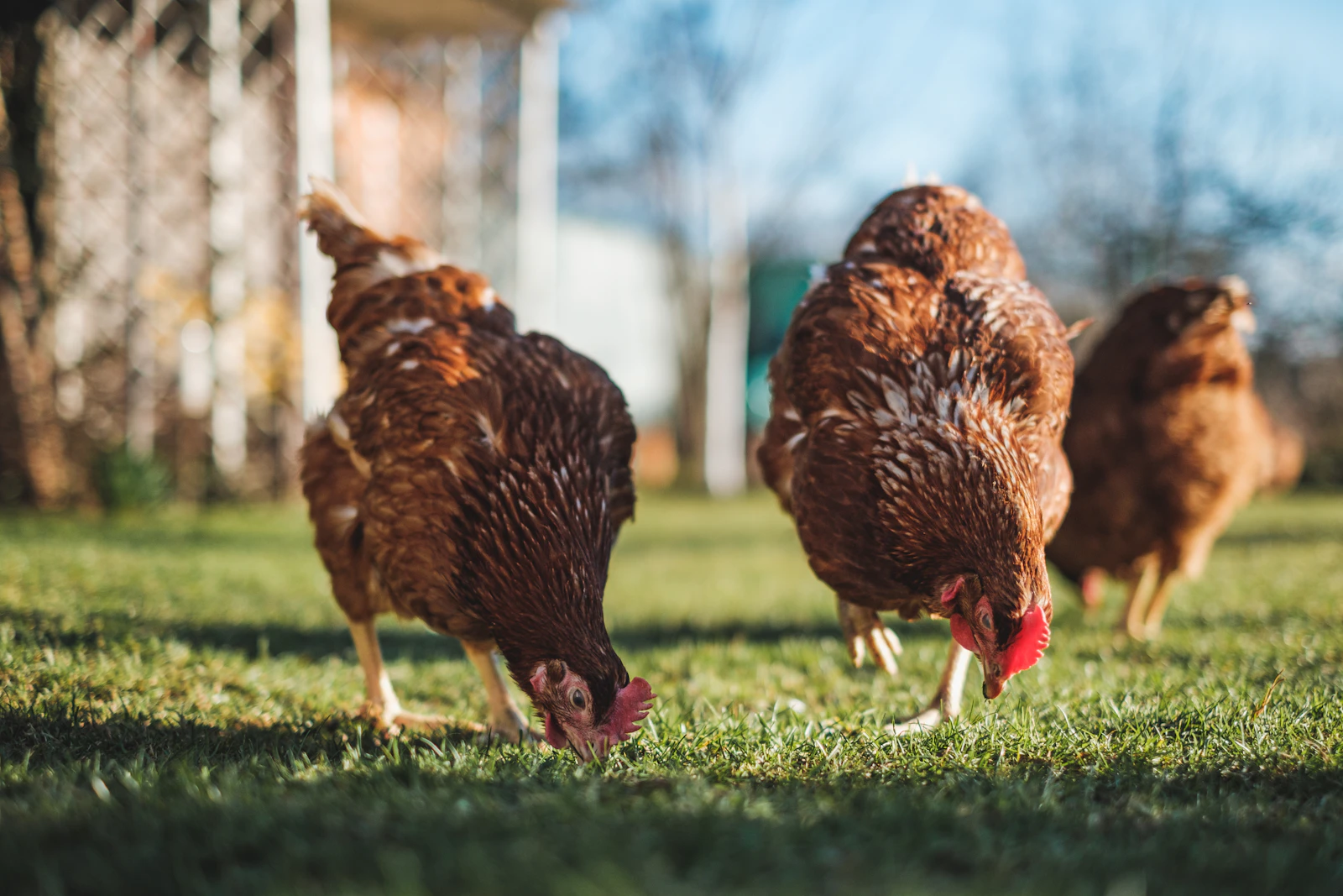 Healthy brown hens on a poultry farm