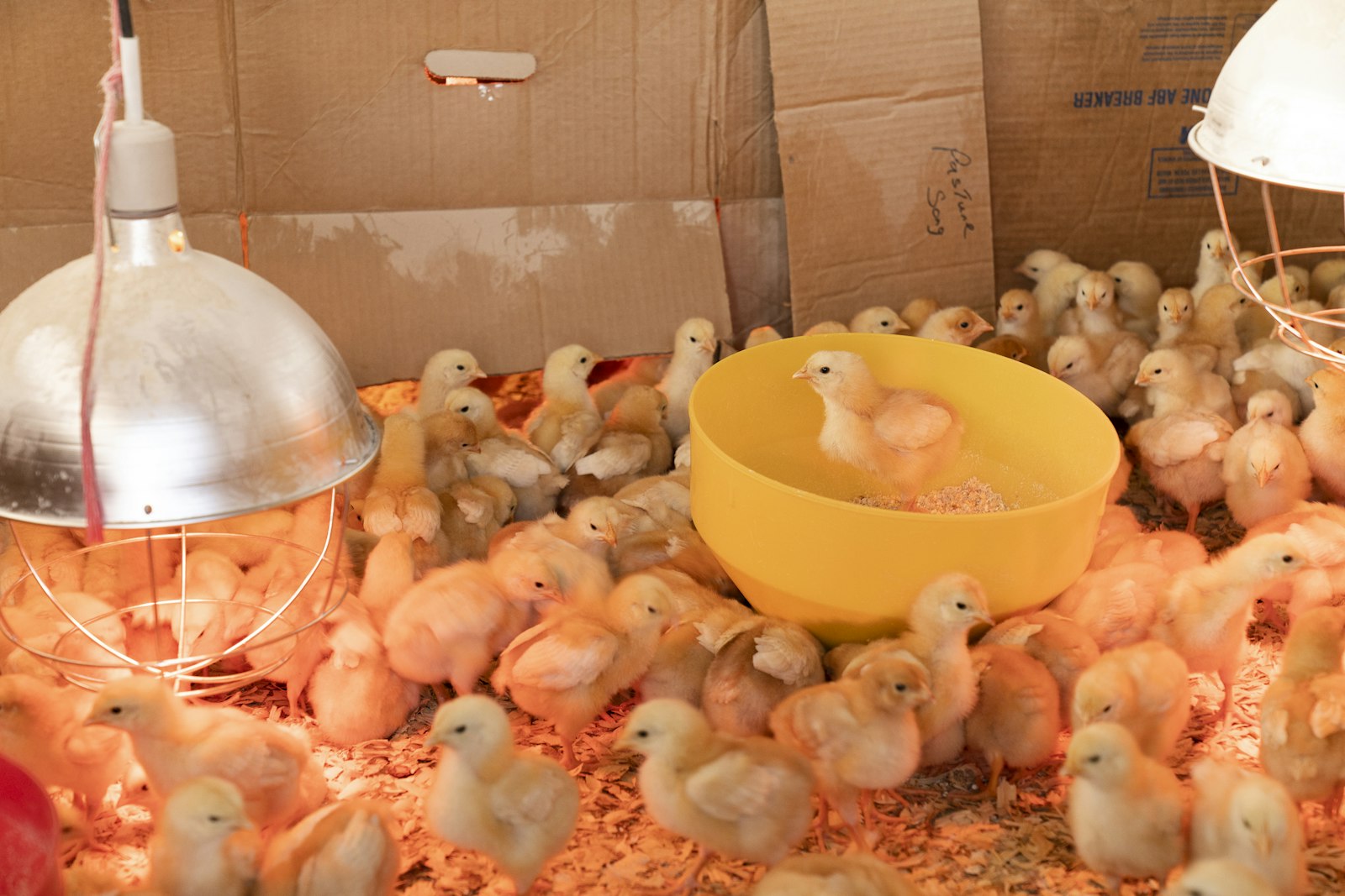 Day-Old Chicks
